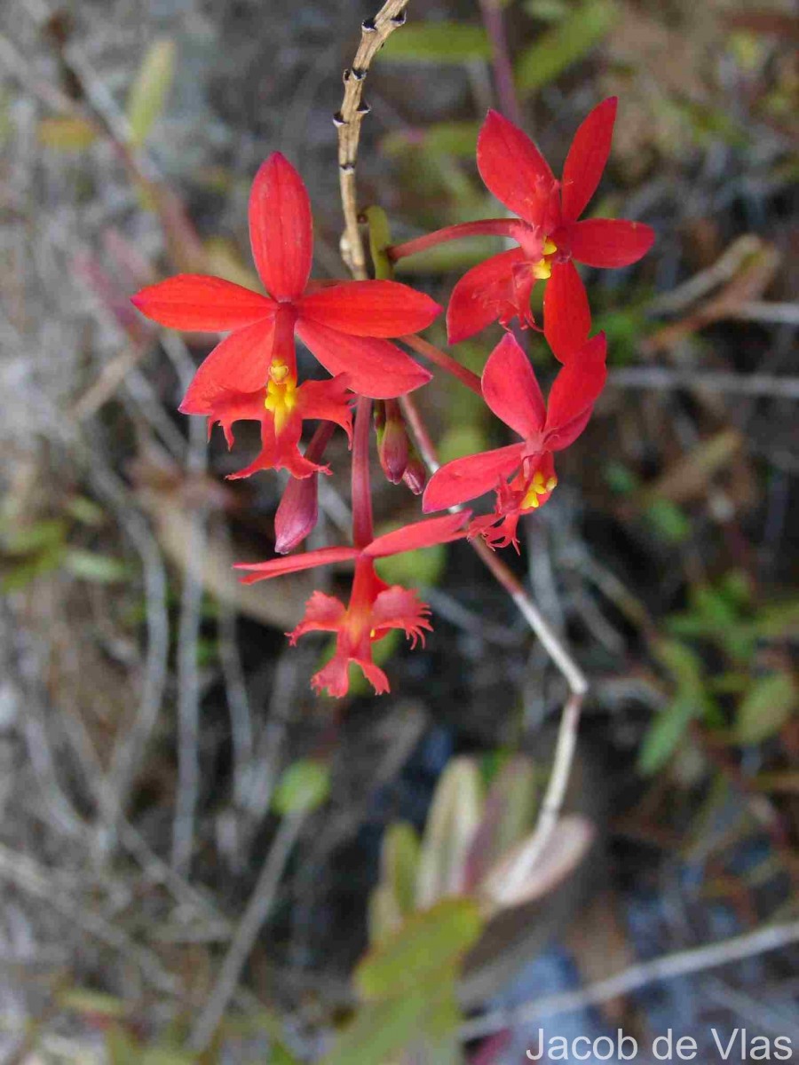 Epidendrum radicans Pav. ex Lindl.